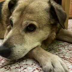 Minervino piange la scomparsa Bovio, il cane che ha conquistato i cuori della comunità