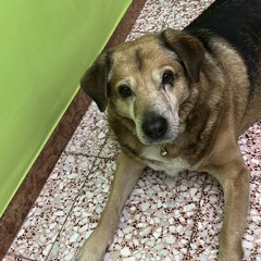 Minervino piange la scomparsa Bovio, il cane che ha conquistato i cuori della comunità