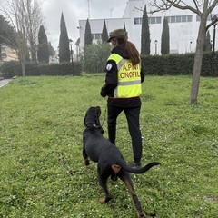 “Amico Brando”: a Minervino un’attività cinofila dimostrativa dedicata ai più piccoli