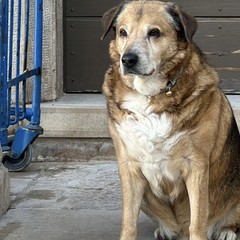 Minervino piange la scomparsa Bovio, il cane che ha conquistato i cuori della comunità