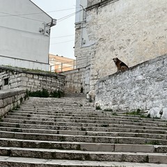 Minervino piange la scomparsa Bovio, il cane che ha conquistato i cuori della comunità