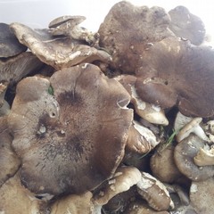 Alla scoperta del fungo cardoncello: patrimonio storico ed eccellenza culinaria della Murgia