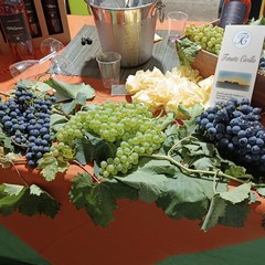 Grande successo a Minervino per la Festa dell’Uva e del Vino