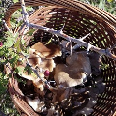 Alla scoperta del fungo cardoncello: patrimonio storico ed eccellenza culinaria della Murgia