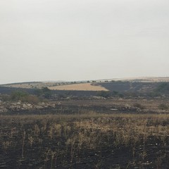 Vasto incendio tra Minervino Murge e Andria