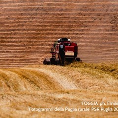 Foto di Puglia rurale