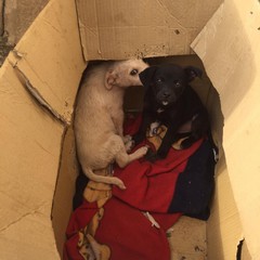 Richiesta di intervento per due cuccioli abbandonati