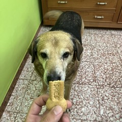 Minervino piange la scomparsa Bovio, il cane che ha conquistato i cuori della comunità