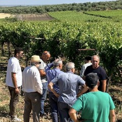 Danni alle colture agricole: questa mattina il sopralluogo a Minervino
