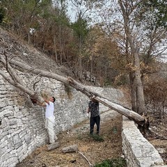I volontari LAV rimuovono un albero spezzato sul sentiero Lama Matitani a Minervino