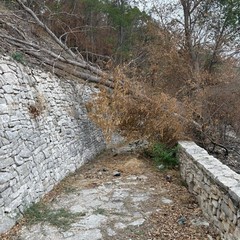 I volontari LAV rimuovono un albero spezzato sul sentiero Lama Matitani a Minervino