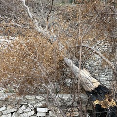 I volontari LAV rimuovono un albero spezzato sul sentiero Lama Matitani a Minervino