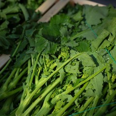 Identità ed eccellenze culinarie: successo a Minervino per la Sagra della Cima di Rapa