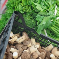 Identità ed eccellenze culinarie: successo a Minervino per la Sagra della Cima di Rapa