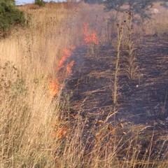 incendio Coleti