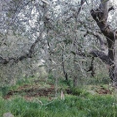 Sale la conta dei danni, strage di ulivi nelle province di Bari e Bat