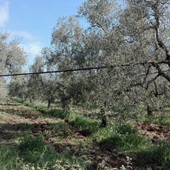 Sale la conta dei danni, strage di ulivi nelle province di Bari e Bat