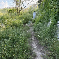 I volontari Lav ripuliscono il sentiero di Lama Matitani a Minervino