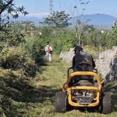 Partono a Minervino gli interventi di contrasto alla diffusione della Xylella fastidiosa