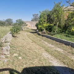 Partono a Minervino gli interventi di contrasto alla diffusione della Xylella fastidiosa