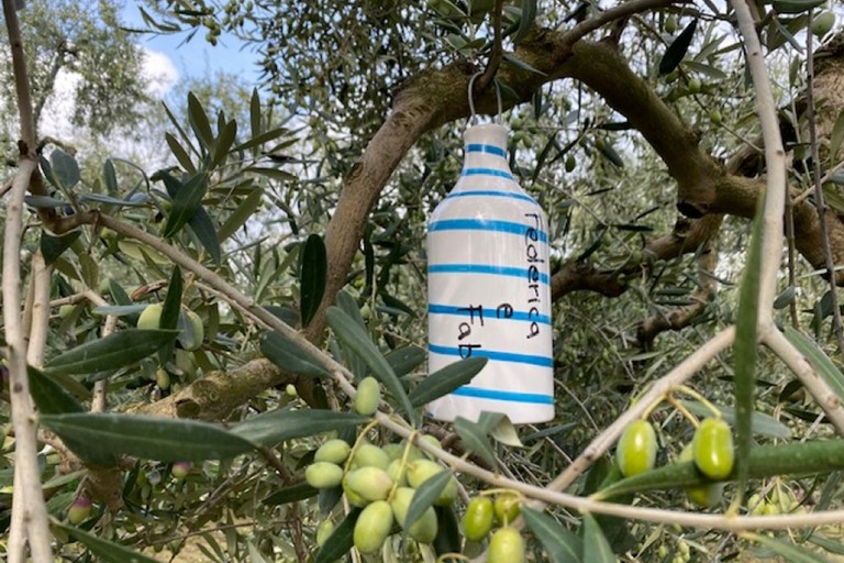 Adotta un ulivo, la campagna di Coldiretti Puglia
