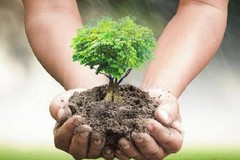 "Alberi per il Futuro": Minervino Murge ammessa al finanziamento per aumentare il verde pubblico