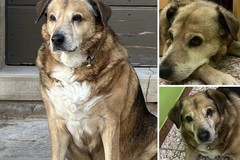 Minervino piange la scomparsa Bovio, il cane che ha conquistato i cuori della comunità