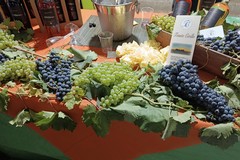 Grande successo a Minervino per la Festa dell’Uva e del Vino