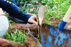 Un albero per il futuro: domani l’iniziativa a Minervino