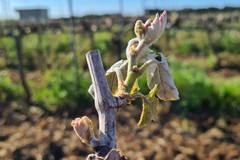 Il clima minaccia le colture: perso il 21% delle produzioni in Puglia