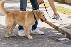 Obbligo di bottiglietta per pulire le deiezioni canine: scatta l’obbligo a Minervino