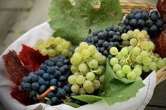 Cultura, tradizioni ed enogastronomia: torna a Minervino la Festa dell’Uva e del Vino