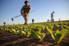 Cala di un terzo il numero delle aziende agricole in Puglia