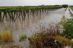 Pioggia martellante, Cia: «Situazione critica in tutta la Puglia»