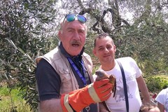 Recuperato falco grillaio ferito: intervengono i volontari Federiciani