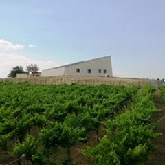 Domenica 31 Maggio è il giorno di Cantine Aperte 2015