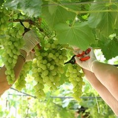 A Minervino Murge sarà Festa dell'Uva e del Vino