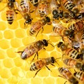  "Nel regno delle api ", un percorso suggestivo nella natura