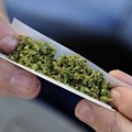 Il 17% degli studenti pugliesi fa uso di cannabis