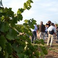 Parte da Minervino Murge l'evento  "Cantine aperte in vendemmia "