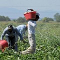 Approvato piano nazionale su caporalato, Flai e Cgil Bat «Il percorso giusto»