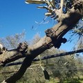 Xylella fastidiosa: attività di monitoraggio anche a Minervino