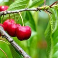 Allarme insetti  "alieni ", a rischio frutti rossi e agrumi