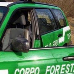 Cava abusiva nelle campagne minervinesi: interviene la  "Forestale "