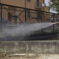 Interventi di disinfestazione a Minervino