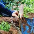 A Minervino Murge sarà  "Festa dell'Albero "