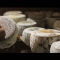 Cheese 2019: sulla Murgia è nata una “stella”. Il battesimo del Capriccio di capra murgiano