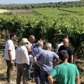 Danni alle colture agricole: questa mattina il sopralluogo a Minervino
