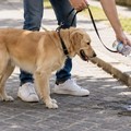 Obbligo di bottiglietta per pulire le deiezioni canine: scatta l’obbligo a Minervino