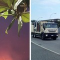 Incendio a Minervino: attivata la Colonna Mobile Regionale dei Vigili del Fuoco